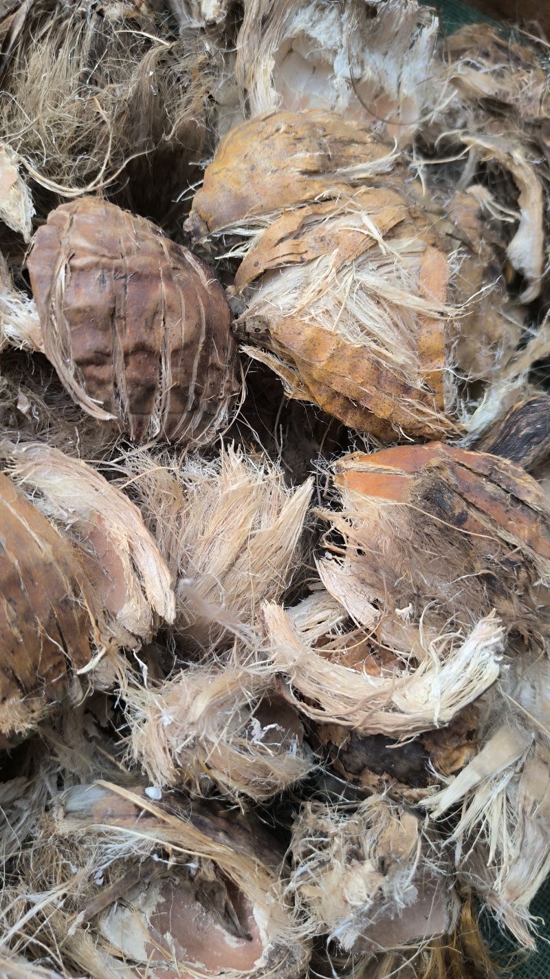 大腹皮中药材批发大腹皮质量保证量大从优