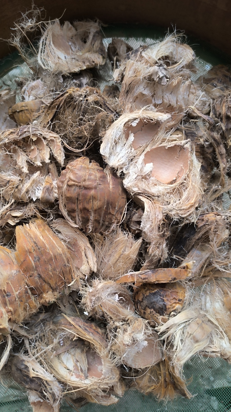 大腹皮中药材批发大腹皮质量保证量大从优