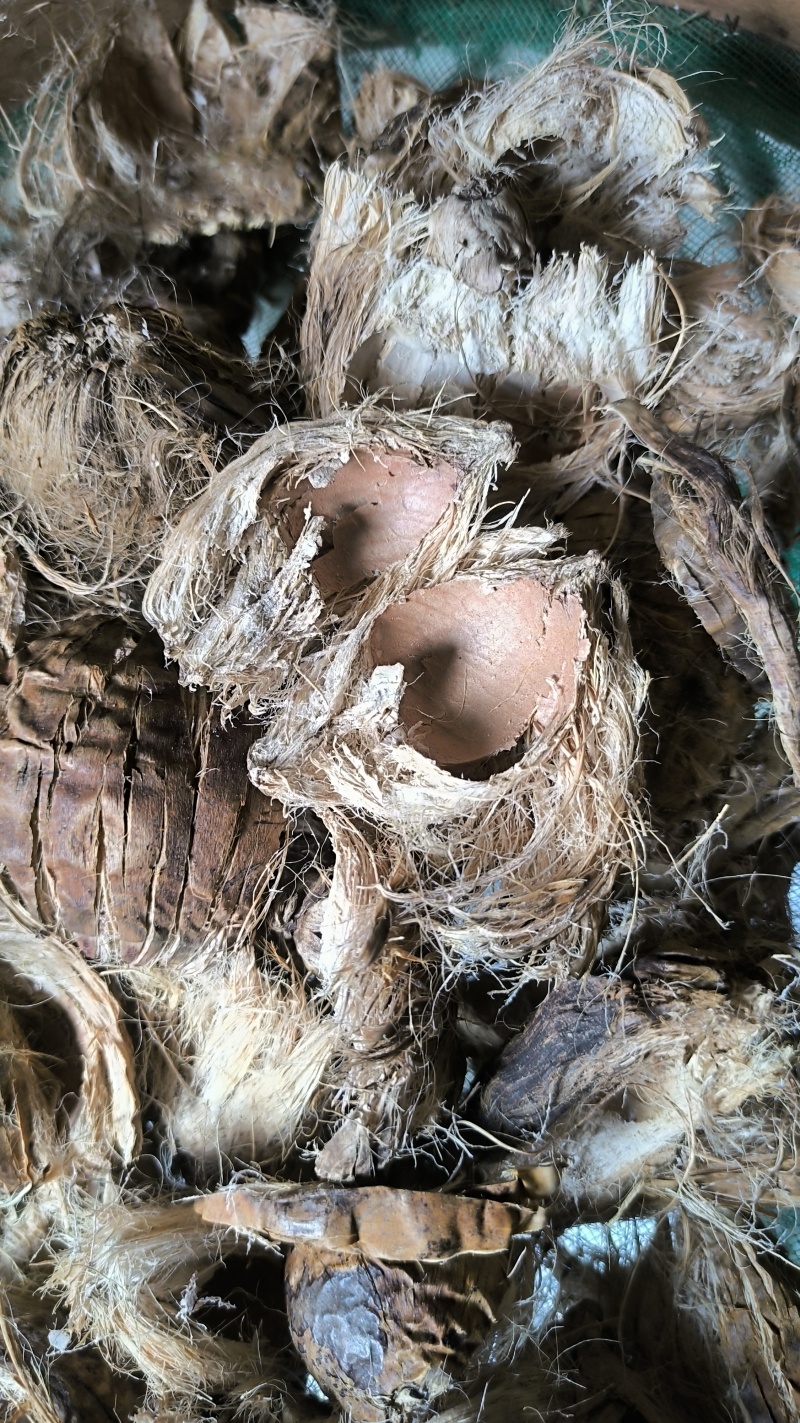 大腹皮中药材批发大腹皮质量保证量大从优