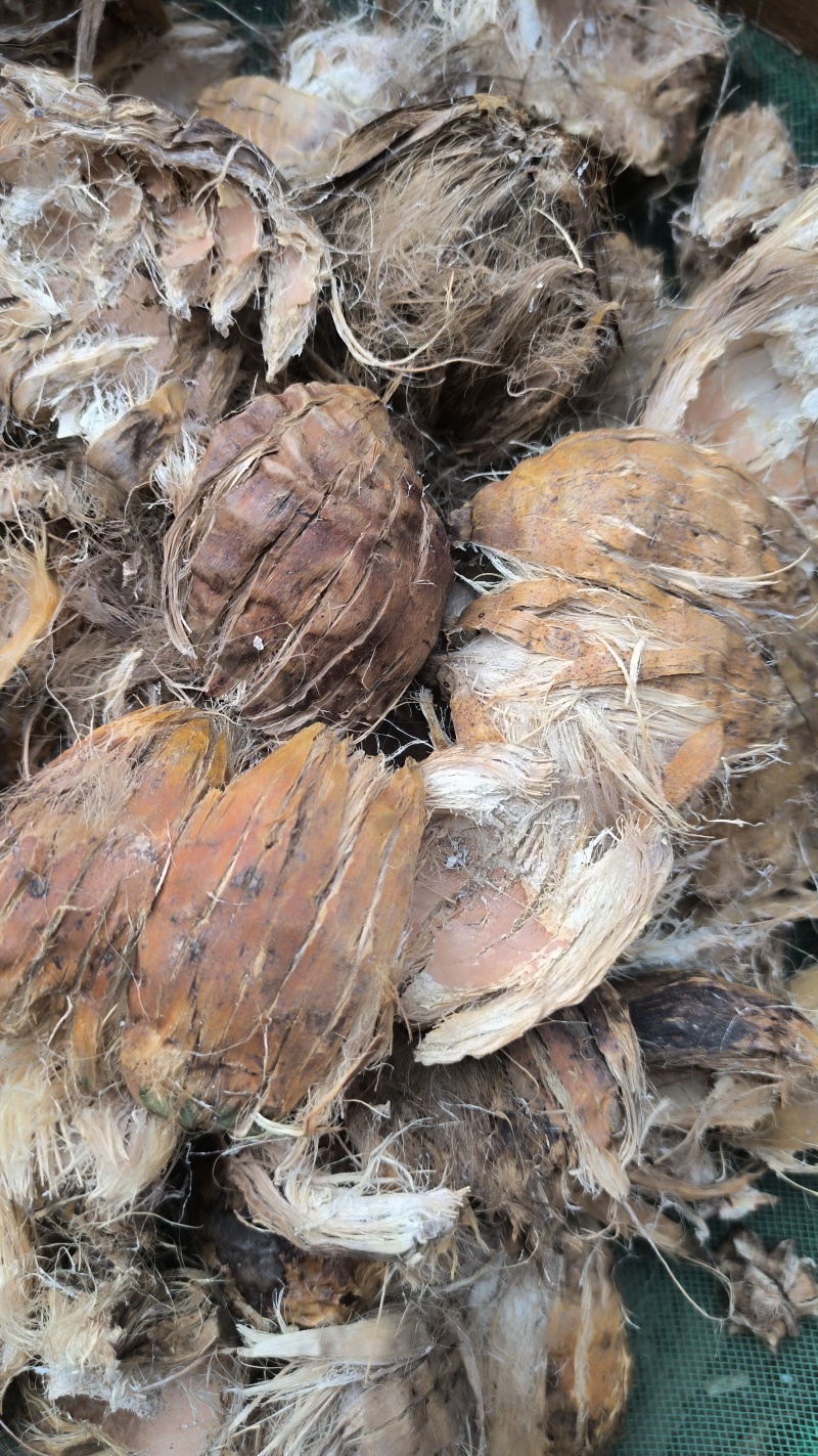 大腹皮中药材批发大腹皮质量保证量大从优