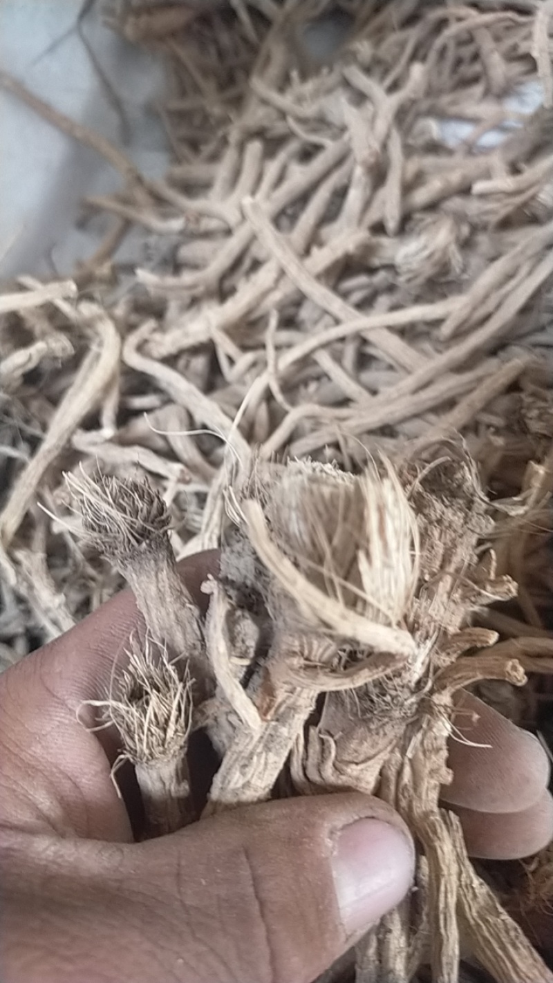 河北，中药材防风大量有货，产地直销，代收代卖，大量走货
