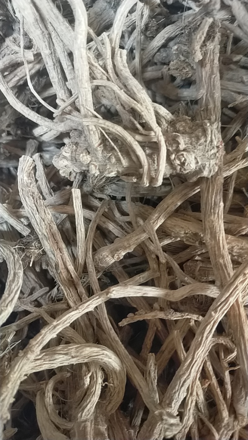 河北，中药材防风大量有货，产地直销，代收代卖，大量走货