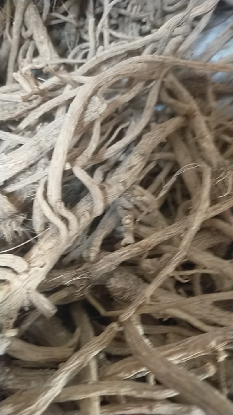 河北，中药材防风大量有货，产地直销，代收代卖，大量走货