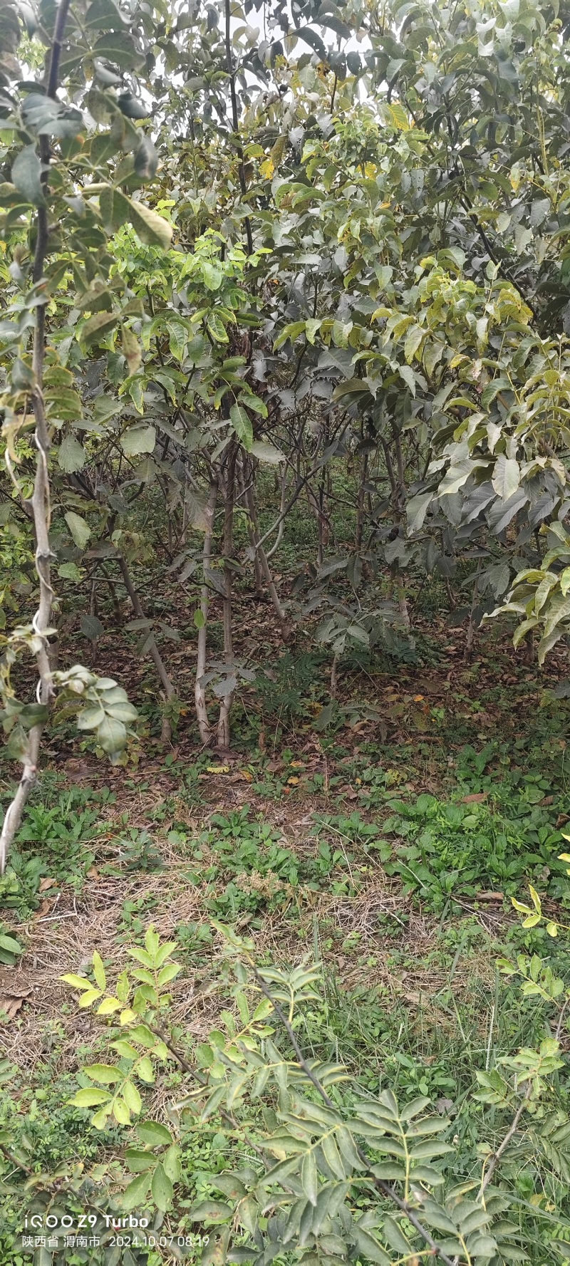 加州红仁核桃苗第3代，地径4公分左右到6公分，产地货源