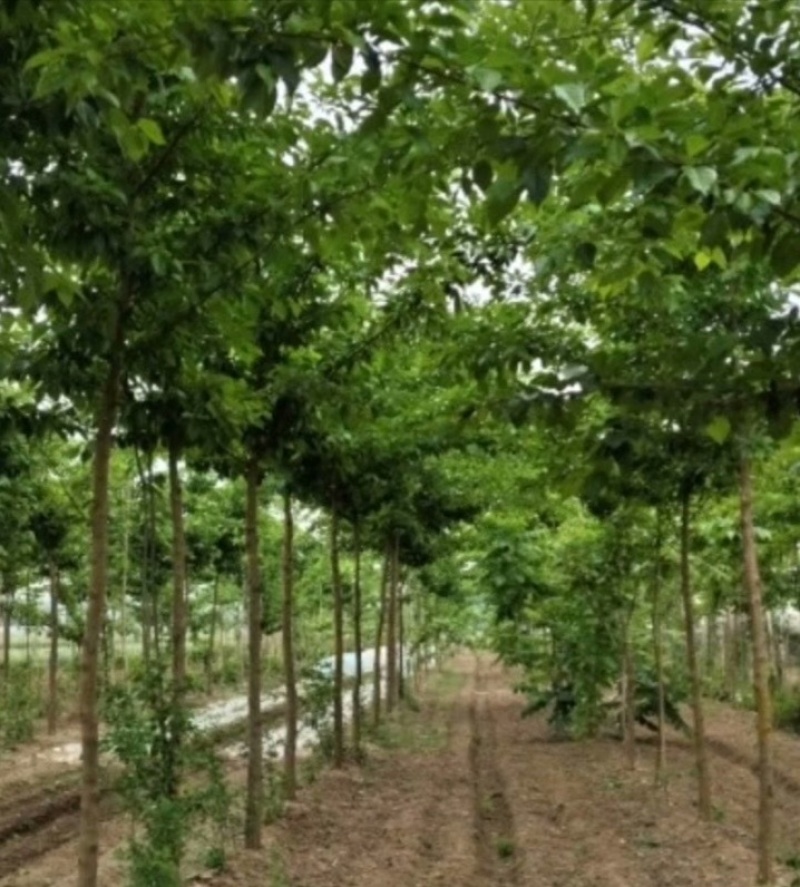 清地处理高杆柘树柞榛树450棵