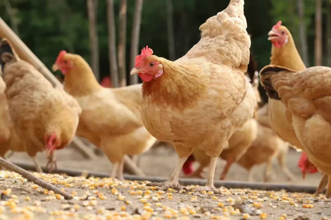 农家院落散养鸡群采食场景