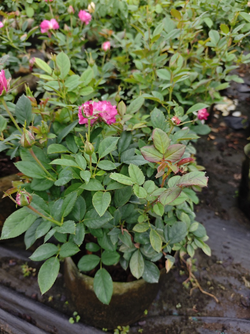 精品欧洲灌木月季花苗阳台盆栽庭院地栽耐寒四季开