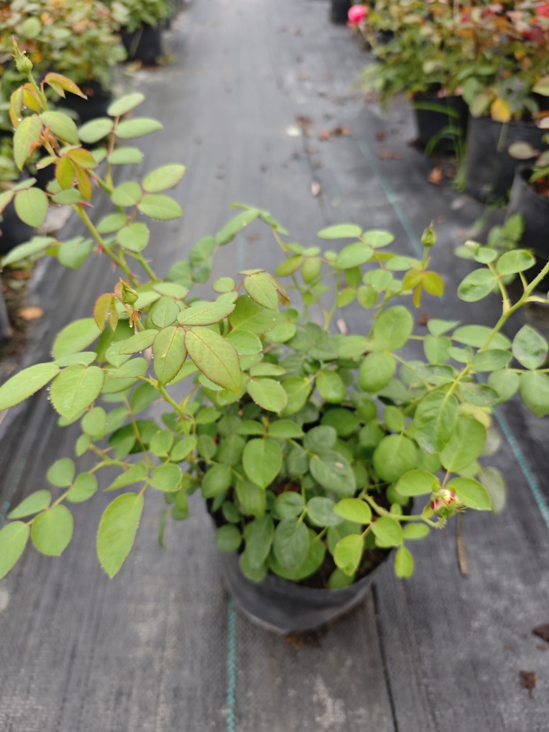 精品欧洲灌木月季花苗阳台盆栽庭院地栽耐寒四季开