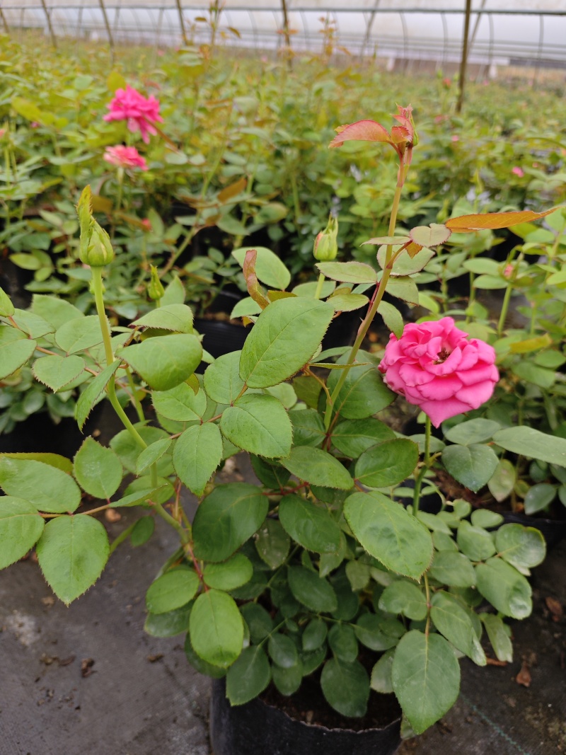 精品欧洲灌木月季花苗阳台盆栽庭院地栽耐寒四季开