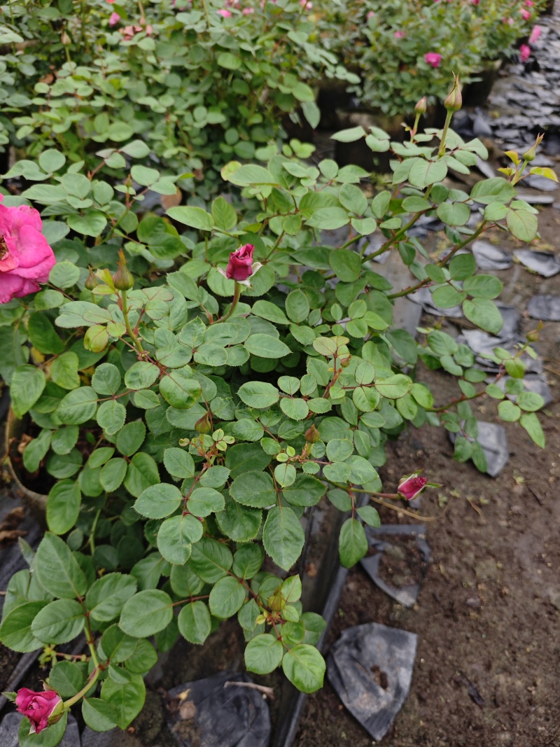 精品欧洲灌木月季花苗阳台盆栽庭院地栽耐寒四季开