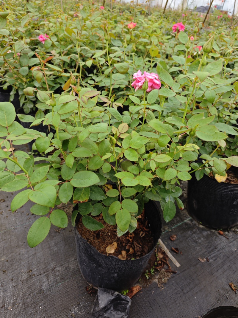 精品欧洲灌木月季花苗阳台盆栽庭院地栽耐寒四季开