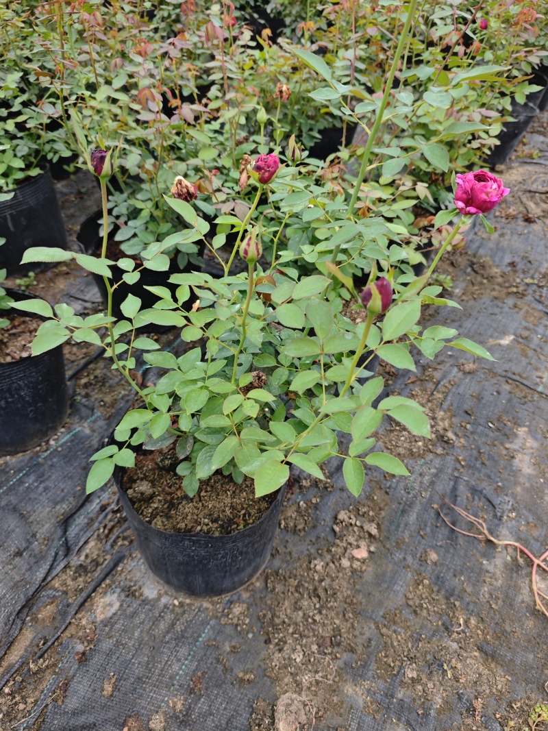 精品欧洲灌木月季花苗阳台盆栽庭院地栽耐寒四季开