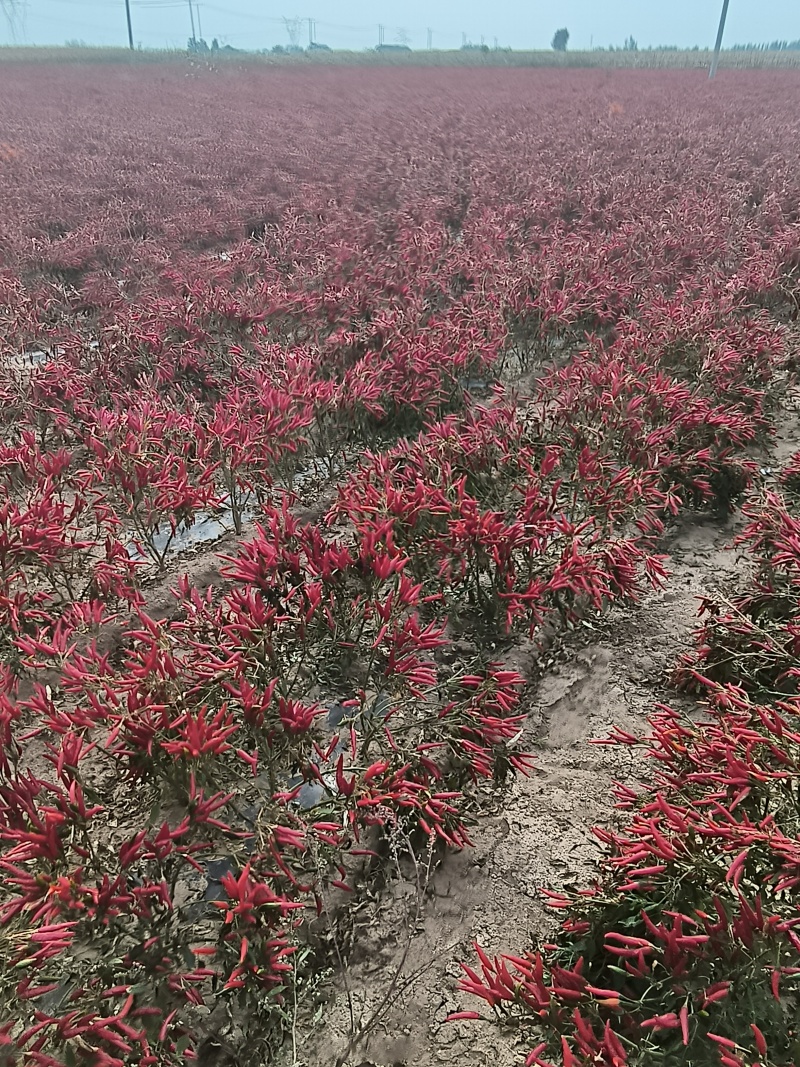 朝天椒新一代900901子弹头，各种辣椒，欢迎来采购
