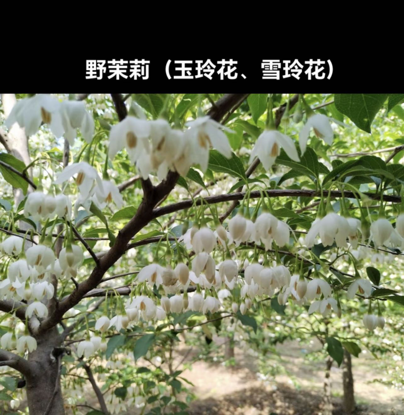 野茉莉