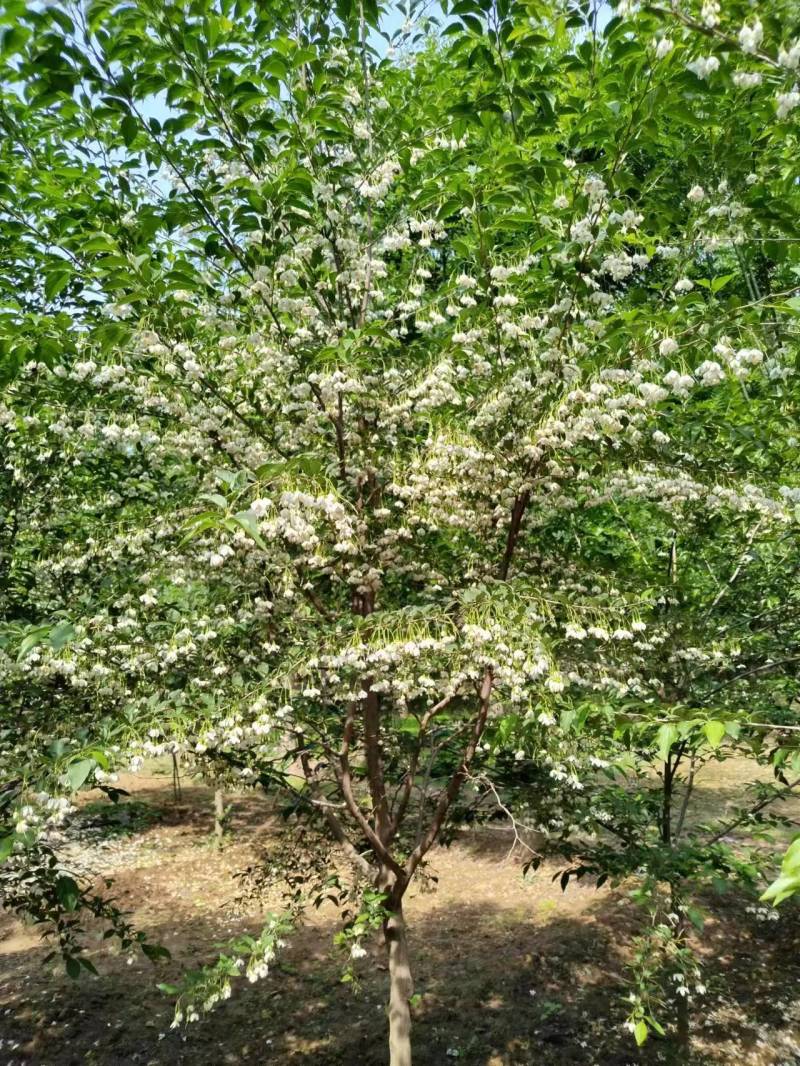 野茉莉