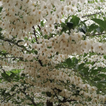 野茉莉