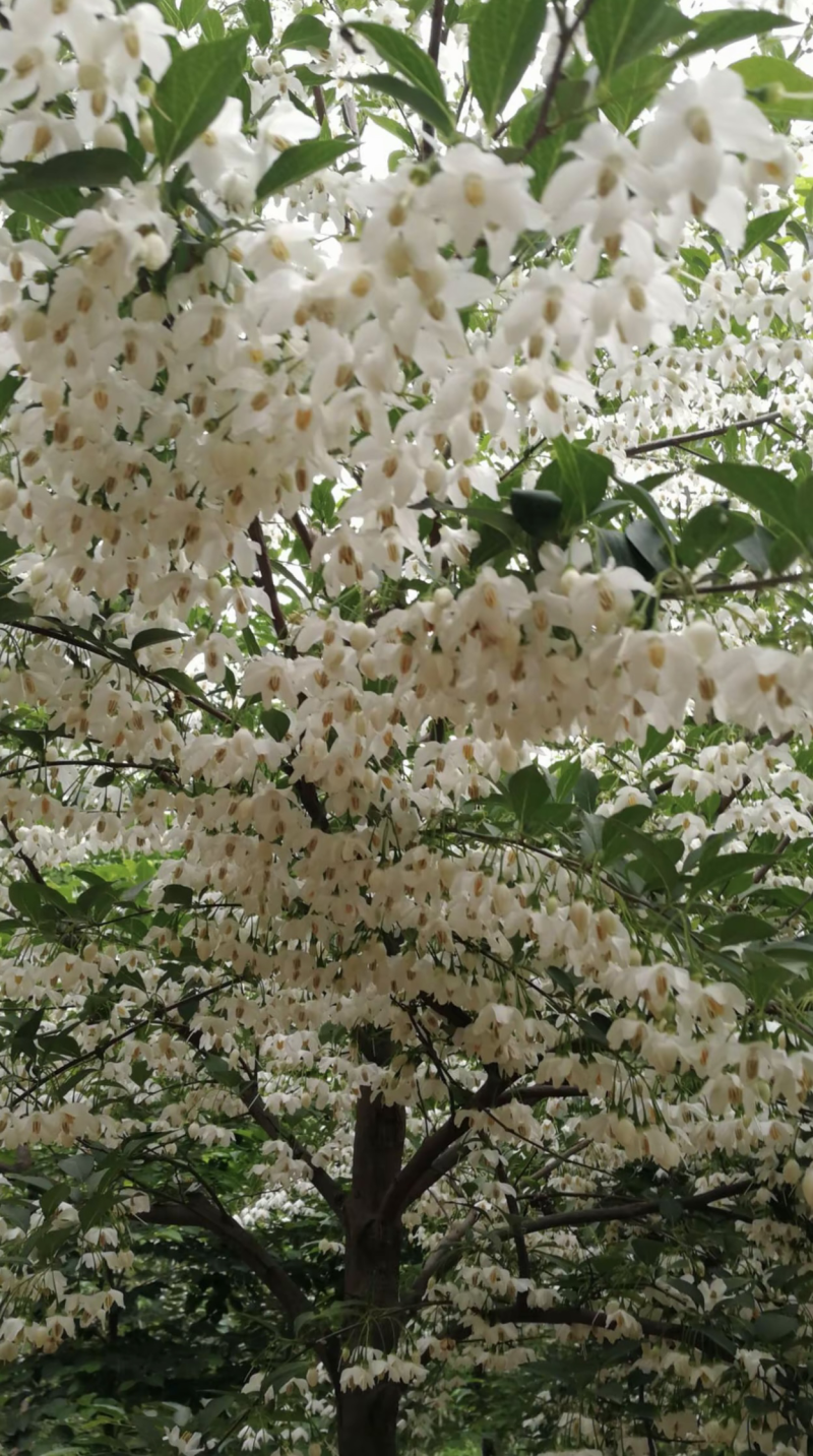 野茉莉