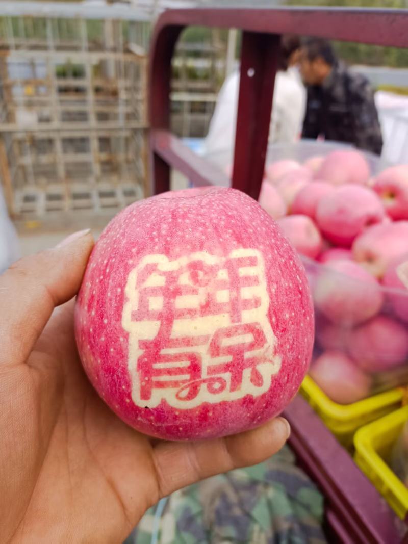天水高山秦冠苹果大量上市，有需要的老板联系，货源充足。