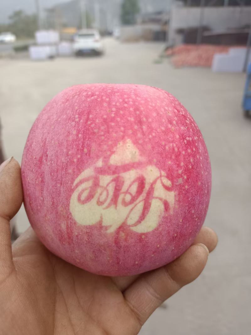 天水高山秦冠苹果大量上市，有需要的老板联系，货源充足。