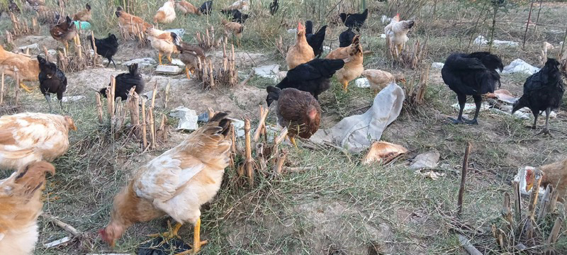 【推荐】土鸡自家养殖可视频看货对接全国一手货源品质保证