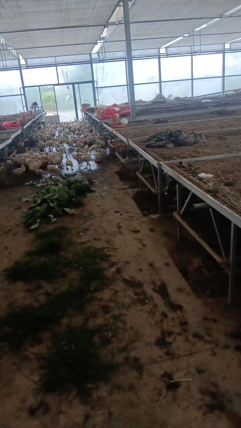 【推荐】土鸡自家养殖可视频看货对接全国一手货源品质保证