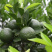陈皮原材料/大产区/大量有货/一手货源一条龙服务