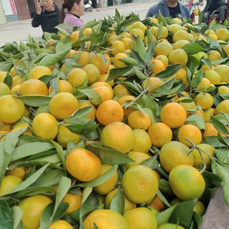 陕西汉中蜜桔上市了，纯甜，无籽，无渣，需要的客户与我连糸