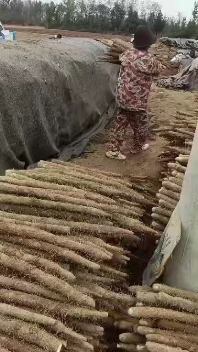 山药麻山药安阳内黄产地直发量大质优价格优惠欢迎咨询