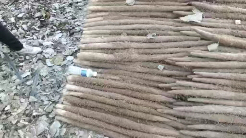 山药麻山药安阳内黄产地直发量大质优价格优惠欢迎咨询