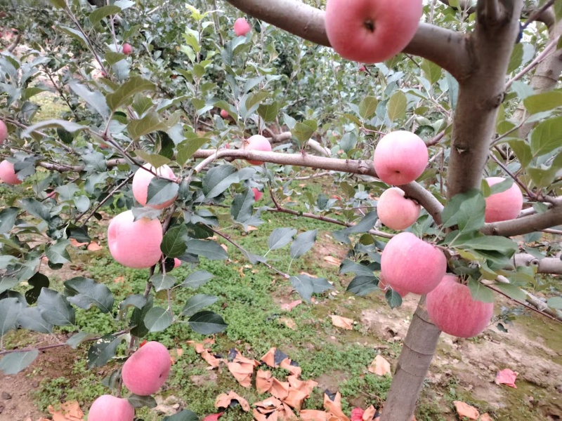 精品红富士苹果货源充足量大从优质量保证欢迎咨询