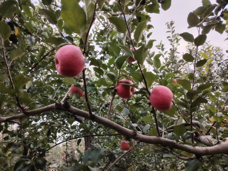 精品红富士苹果货源充足量大从优质量保证欢迎咨询