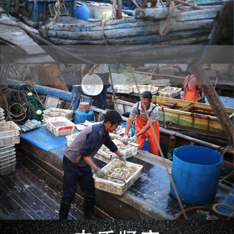 大号红娘子海捕海鱼红绣鞋鱼鲜活海产品新鲜海鱼海红头鱼