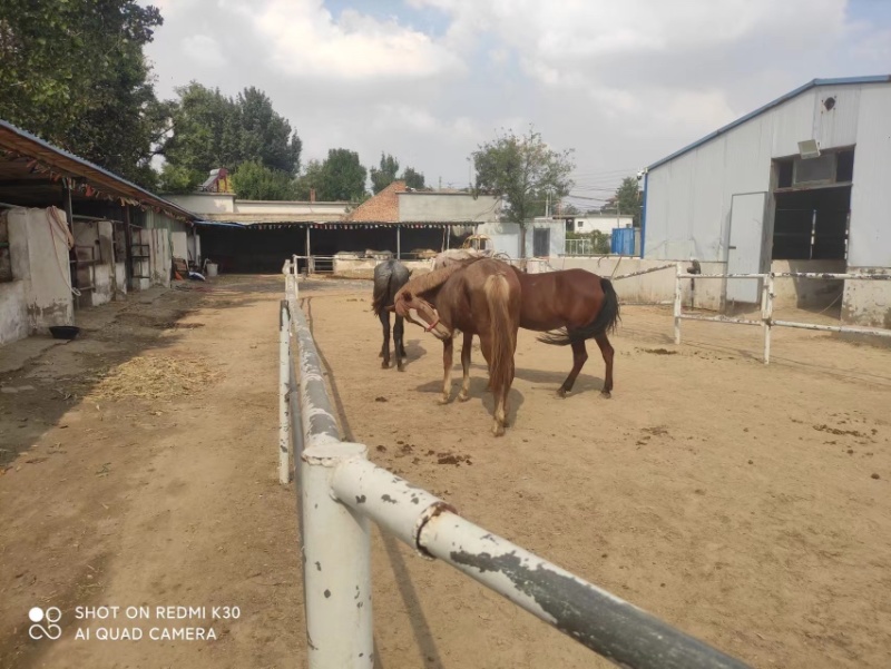 山东通利达养殖场山东血统马可骑乘观赏公园景区国庆