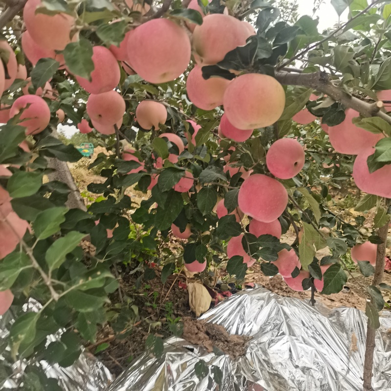 红富士苹果万亩产地规格齐全支持电商存库详情致电