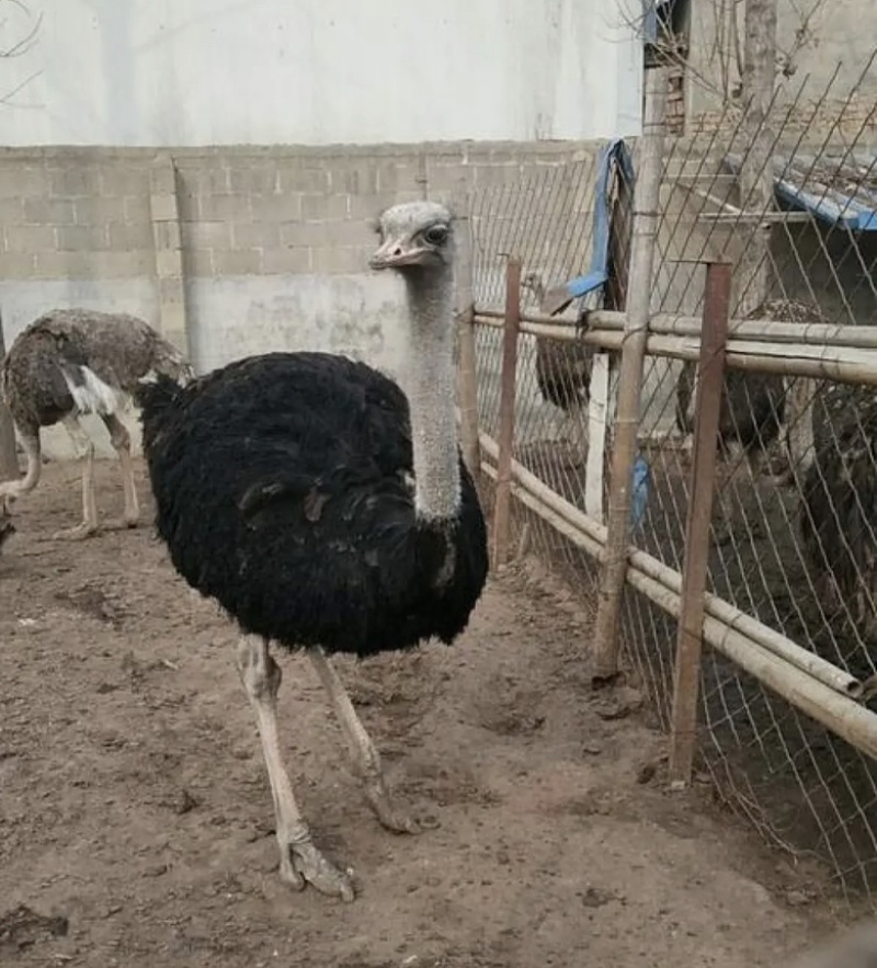 山东通利达养殖场成年鸵鸟非洲大鸵鸟景区观赏动物园
