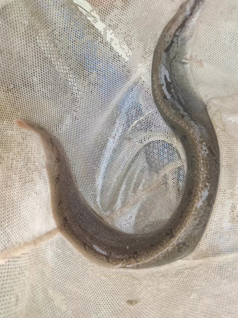 刺鳅，徐闻县增江大刺鳅，精品刺鳅，欢迎老板选购