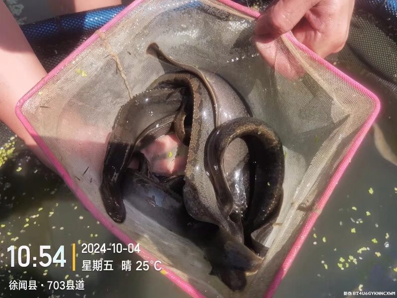 刺鳅，徐闻县增江大刺鳅，精品刺鳅，欢迎老板选购