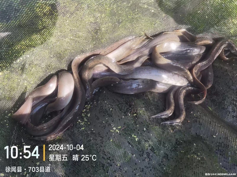 刺鳅，徐闻县增江大刺鳅，精品刺鳅，欢迎老板选购