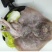 整条老板鱼魔鬼鱼鳐鱼劳子鱼华子鱼新鲜冷冻海鲜鲽鱼当当鱼
