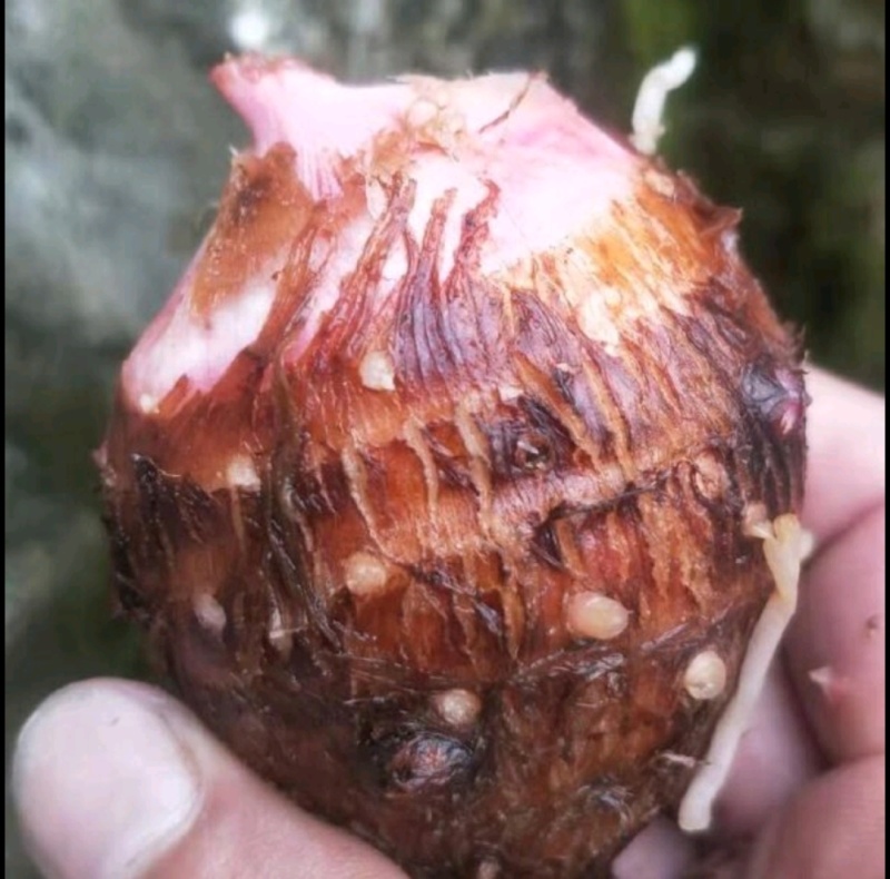 云南高原红牙芋头，软糯香甜
