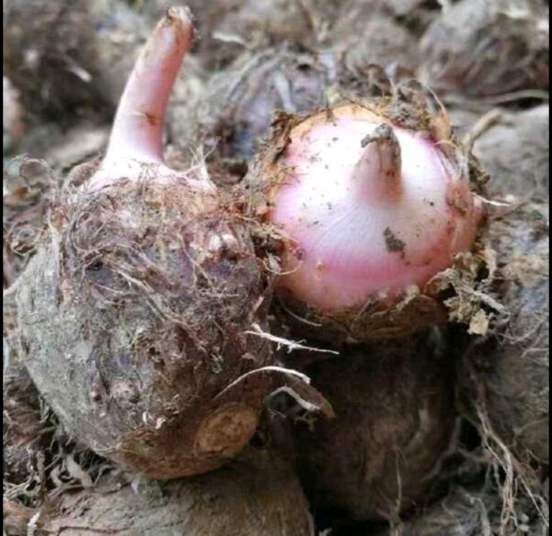 云南高原红牙芋头，软糯香甜