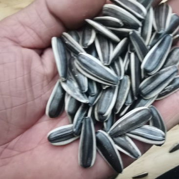 葵花籽皮薄仁大皮毛亮千粒重低品质保障对接电商市场