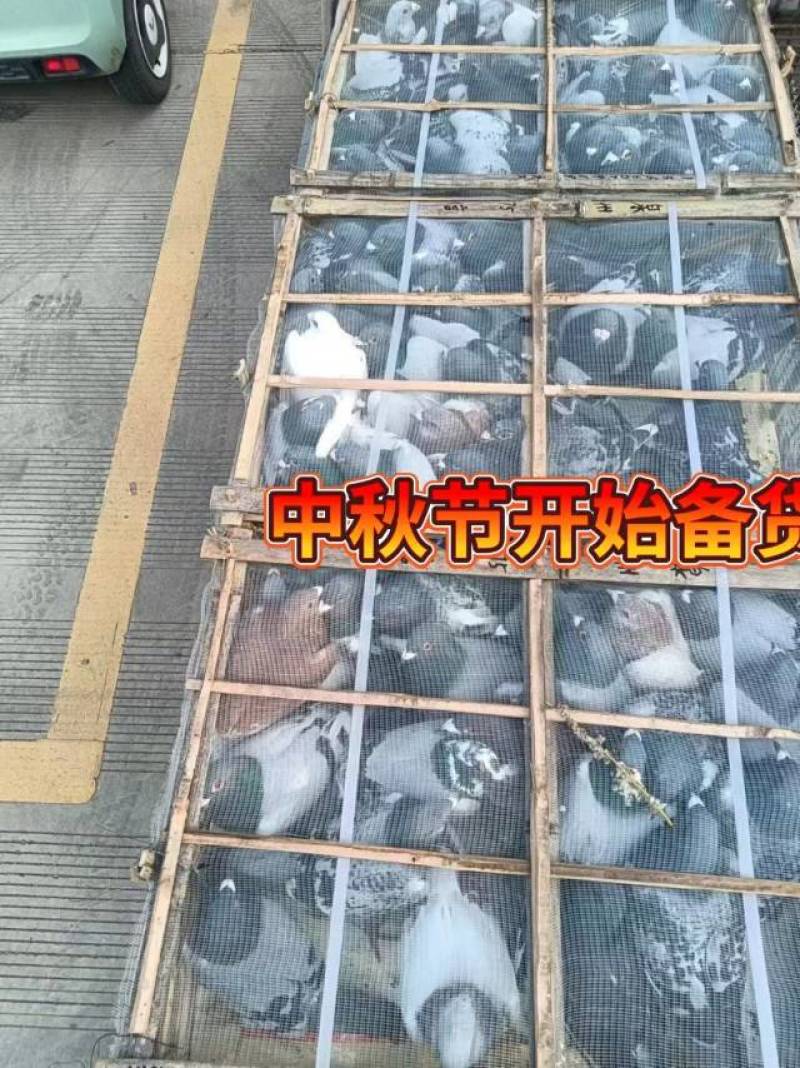 新鲜鸽子，健康美味，直供农场，快来选购！