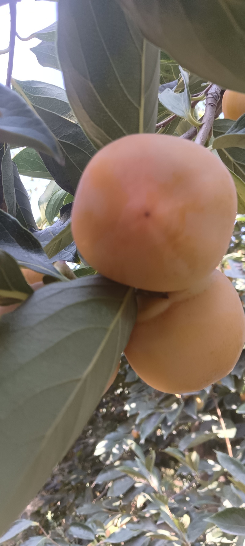 成熟的柿子
