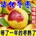 冬枣沾化冬枣对接商超水果店社区团购电商质量高价格低