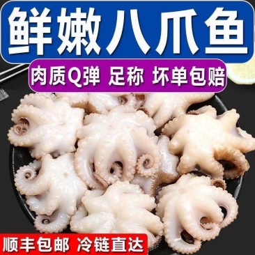 新鲜八爪鱼鲜活冷冻小章鱼迷你短腿八抓鱼大爆头去内脏捞汁小