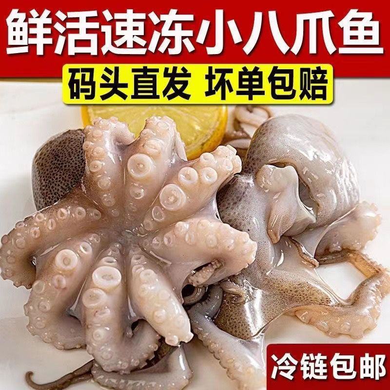 新鲜八爪鱼鲜活冷冻小章鱼迷你短腿八抓鱼大爆头去内脏捞汁小