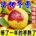 冬枣沾化冬枣对接商超水果店社区团购电商质量高价格低