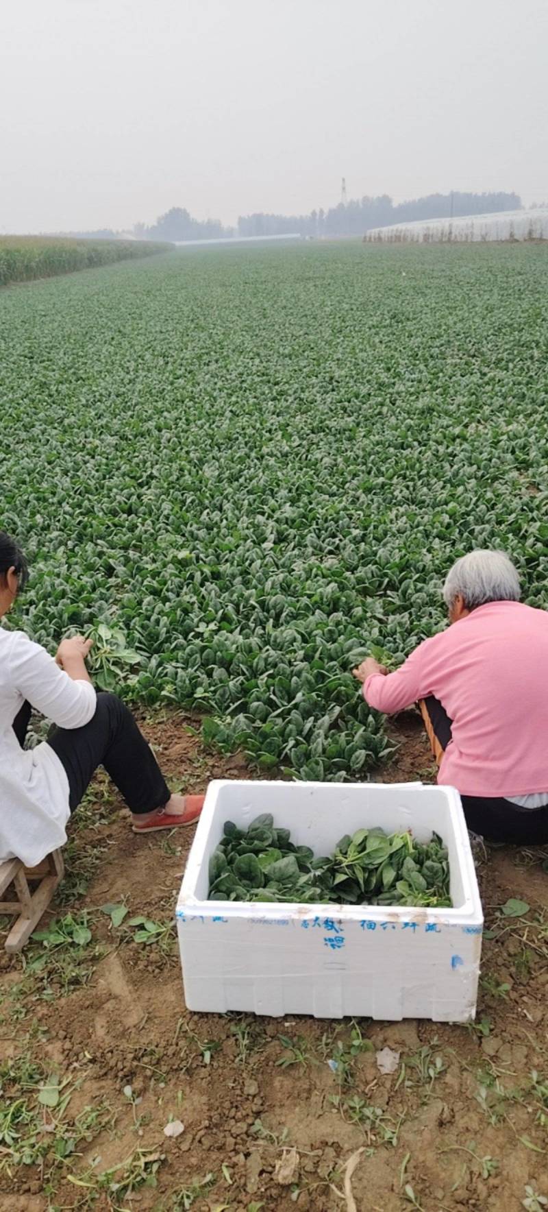 河南趴地菠菜