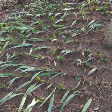 东北野生冰球子种苗毛慈菇种苗长白山寒地冰球子